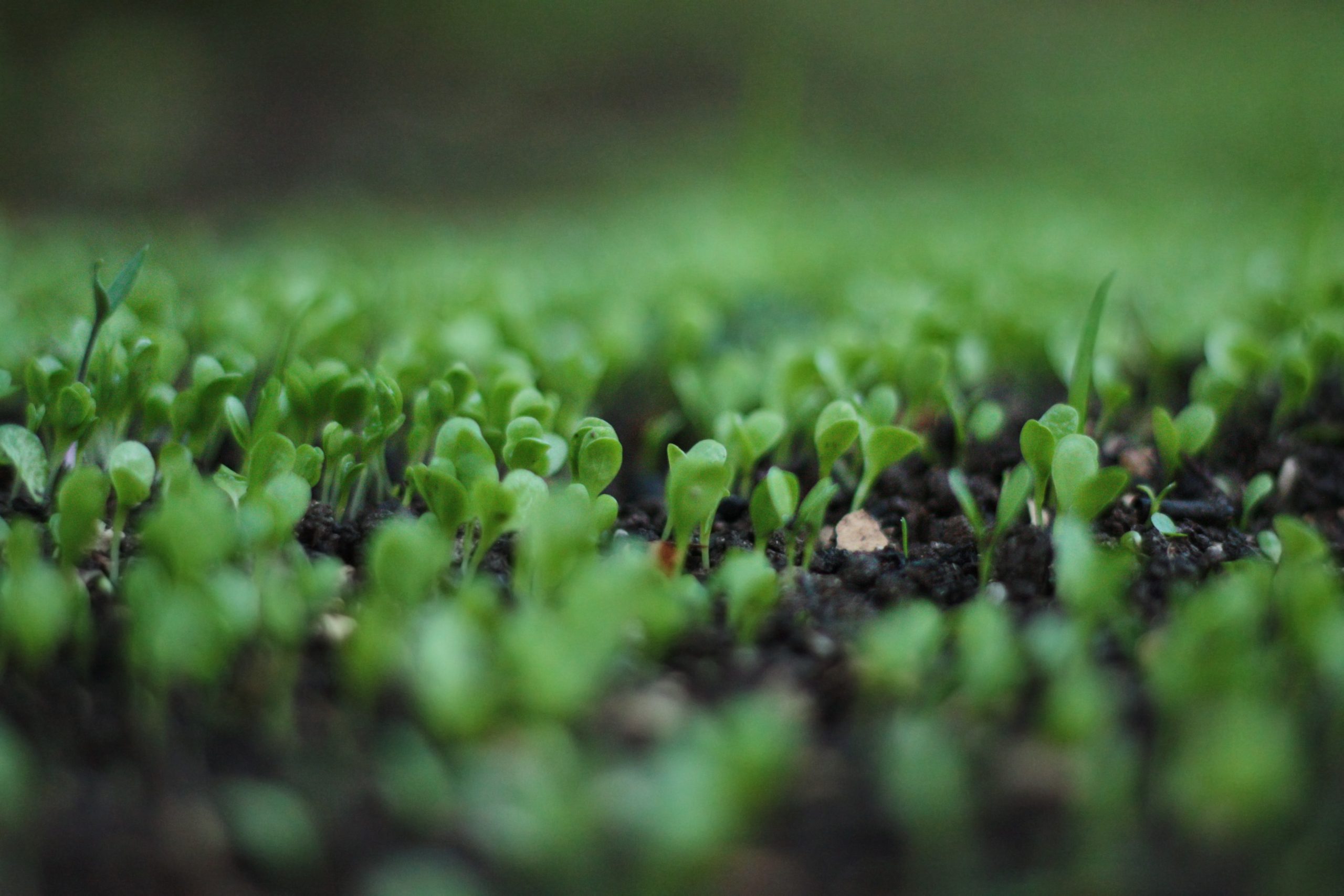 Germinating plants